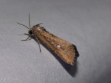 White-dotted groundling moth (Condica videns), #9690