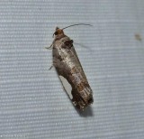 White-spotted hedya moth (Hedya chionosema), #2863