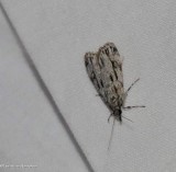 Striped eudonia moth (<em>Eudonia strigalis</em>), #4738