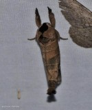 Sigmoid prominent moth (<em>Clostera albosigma</em>), #7895