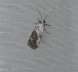 Small bird dropping moth   (<em>Ponometia erastrioides</em>), #9095