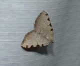 Four spotted speranza moth   (<em>Speranza coortaria</em>), #6299