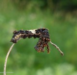 Butterfly caterpillar, either Viceroy or White admiral