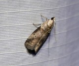 Leaf-crumpler moth (Acrobasis indigenella), #5651