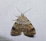 American idia moth (Idia americalis), #8322