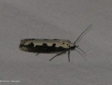 Vipers bugloss moth  (<em>Ethmia bipunctella</em>), #0986