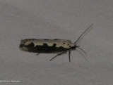 Viper's bugloss moth (Ethmia bipunctella), #0986