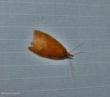 Chokecherry leafroller moth (Cenopis directana), #3722