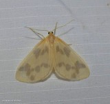 The beggar moth (<em>Eubaphe mendica</em>), #7440