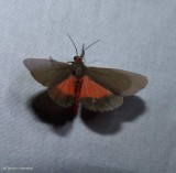 Joyful virbia moth (irbia laeta), #8114