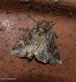 Yellow-headed cutworm moth (Apamea amputatrix), #9348