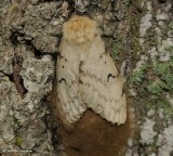 Gypsy moth, female (Lymantria dispar), #8318