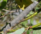 American lappet moth caterpillar  (<em>Phyllodesma americana</em>), #7687