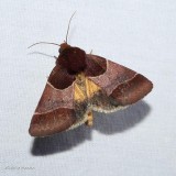 Arcigera flower moth  (<em>Schinia arcigera</em>), #11128