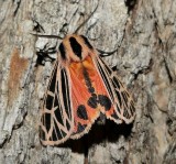 Parthenice tiger moth (Apantesis parthenice), #8196