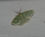 Blackberry looper moth, male (Chlorochlamys chloroleucaria), #7071