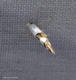 Cherry shoot borer moth (Argyresthia oreasella), #2467