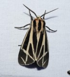 Harnessed tiger moth (<em>Apantesis phalerata</em>), #8169