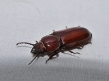 Pole borer beetle (<em>Neandra brunnea</em>)