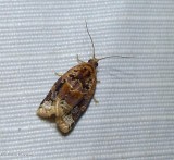 Red-banded leafroller (Argyrotaenia velutinana), #3597