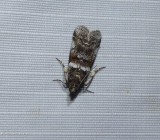 Pyraloidea moth 