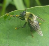 Hover fly (<em>Mallota posticata</em>)