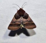 Arcigera flower moth  (<em>Schinia arcigera</em>), #11128