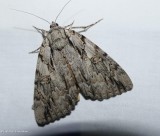 The bride underwing moth (Catocala neogama), #8798