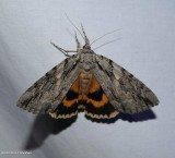 Youthful underwing moth (<em>Catocala subnata</em>), #8797