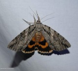 The bride underwing moth (Catocala neogama), #8798