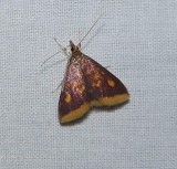 Mint-loving pyrausta moth (Pyrausta acrionalis), #5071