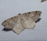 Red-headed inchworm moth (Macaria bisignata), #6342