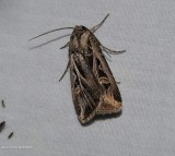 Dingy cutworm moth (<em>Feltia jaculifera</em>), #10670