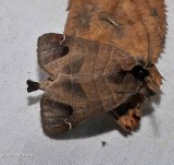 Sigmoid prominent moth (Clostera albosigma), #7895