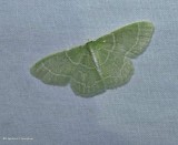 Wavy-lined emerald moth (Synchlora aerata), #7058
