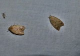 Gold-striped leaftier moths  (<em>Machimia tentoriferella</em>), #0951
