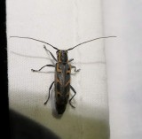 Elm borer longhorned beetle (Saperda tridentata)