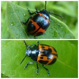 Milkweed leaf beetles (<em>Labidomera clivicollis</em>)