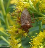 Stinkbug, predatory (Apoecilus)