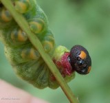 Silver-spotted skipper butterfly caterpillar (Epargyreus clarus)