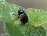 Casebearing leaf beetle (<em>Cryptocephalus quadruplex</em>)