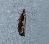 Diamondback epinotia moth (<em>Epinotia lindana</em>), #3351