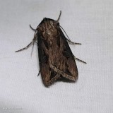 Venerable dart moth (<em>Agrotis venerabilis</em>), #10651