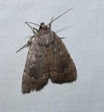 Copper underwing moth (<em>Amphipyra pyramidoides</em>), #9639