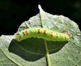 Common gluphisia moth caterpillar (<em>Gluphisia septentrionis</em>), #7931