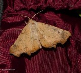 Maple spanworm moth   (<em>Ennomos magnaria</em>), #6797