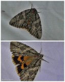 Yellow-banded underwing moth (Catocala cerogama), #8802