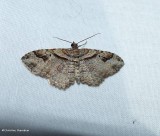 Bent-line carpet  moth (<em>Costaconvexa centrostrigaria</em>), #7416