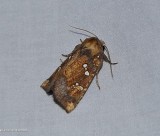 Northern burdock borer moth   (<em>Papaipema arctivorens</em>), #9471