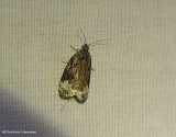 Tortricid moth (<em>Apotomis</em>)